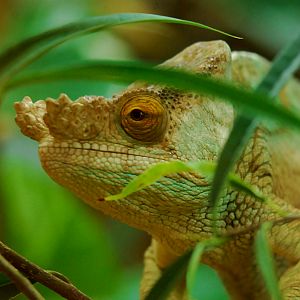 PARSONS CHAMELEON