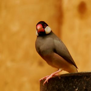 JAVA FINCH
