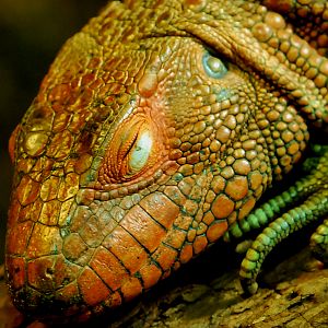 CAIMAN LIZARD