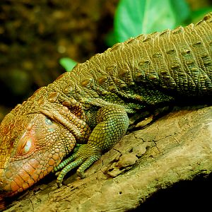 CAIMAN LIZARD