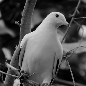 IMPERIAL PIGEON