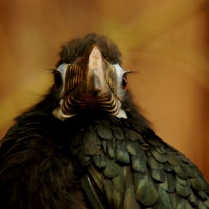 VISAYAN TARICITIC HORNBILL