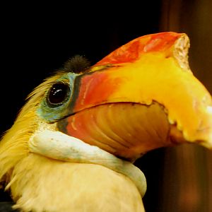 WRINKLED HORNBILL