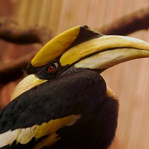 GREAT HORNBILL