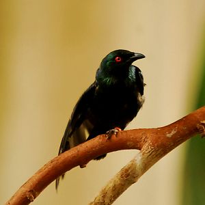 ASIAN GLOSSY STARLING?