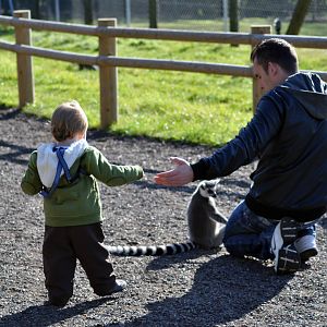 Friendly Lemur
