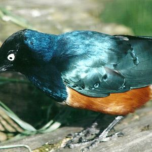 Spreo Starling 19th May 2013