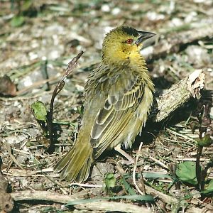 Village Weaver 19th May 2013