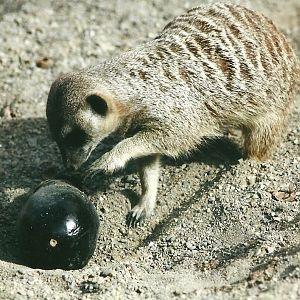 Meerkat 19th May 2013