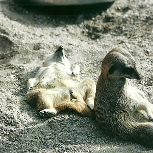 Meerkats 19th May 2013