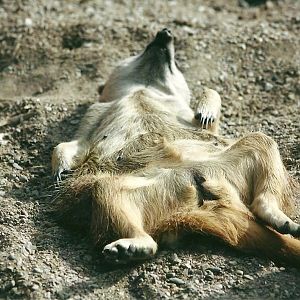 Meerkat 19th May 2013