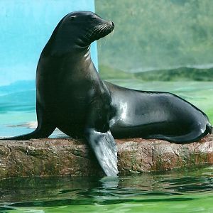 Californian Sealion 19th May 2013