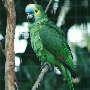 Blue-fronted Amazon 19th May 2013