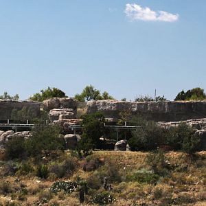 bobcat and puma exhibits