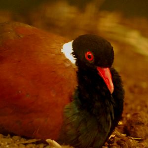 WHITE NAPED PHEASANT PIGEON