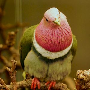 PINK HEADED FRUIT DOVE