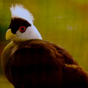WHITE CRESTED TURACO