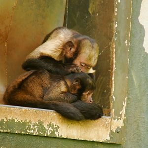 BUDDY HEADED CAPUCHIN