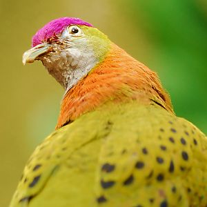 SUPERB FRUIT DOVE