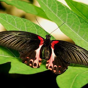 SCARLETT SWALLOWTAIL