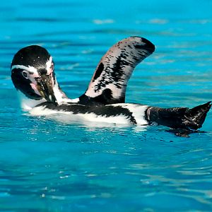 HUMBOLDT PENGUIN