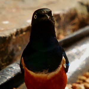 SUPERB STARLING