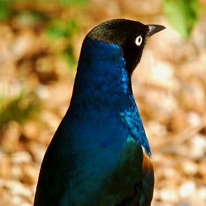 SUPERB STARLING
