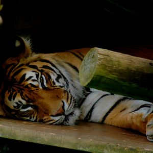 SUMATRAN TIGER