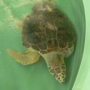 Loggerhead Turtle at IBCCTRC, 26/07/13