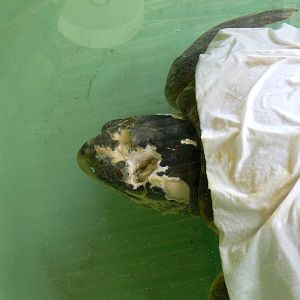 Loggerhead Turtle at IBCCTRC, 26/07/13