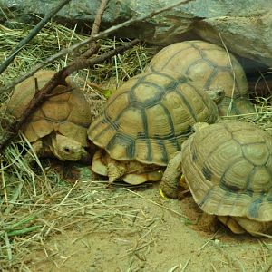 Pseudotestudo kleinmanni