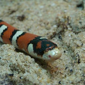 Lampropeltis pyromelana