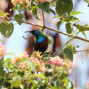 Red-chested Sunbird - wild bird