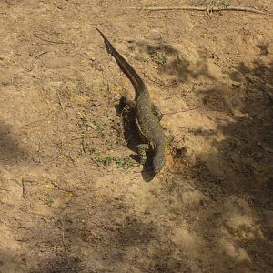 Nile Monitor - wild reptile