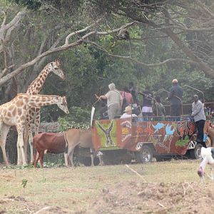 Public encounter in Kidepo exhibit