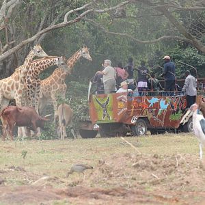 Public encounter in Kidepo exhibit