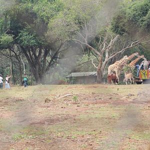 Public encounter in Kidepo exhibit