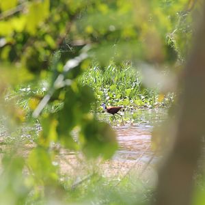 African Jacana