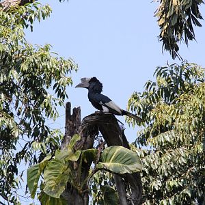 Black-and-White Casqued Hornbill male