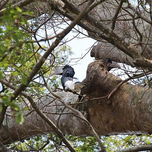 Black-and-White Casqued Hornbill pair