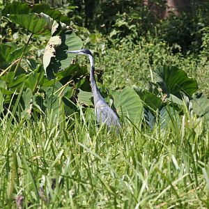 Black-headed Heron