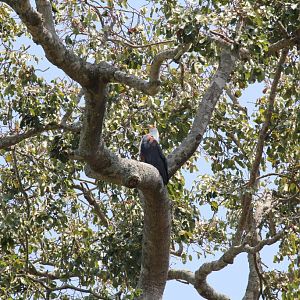African Fish Eagle