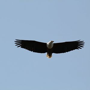 African Fish Eagle