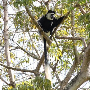 Colobus