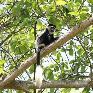 Colobus