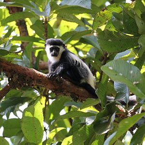 Young Colobus