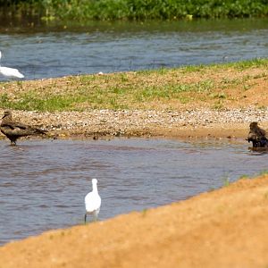 Yellowbilled Kites cooling off by standing in Lake Victoria