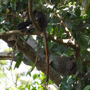 Red-tailed Monkey