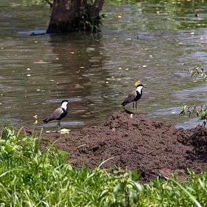 Spurwing Plovers