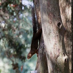 Red-footed Sun Squirrel